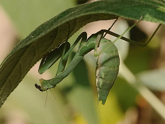 Praying mantis exploring its surroundings at the Harry H. Laidlaw Jr. Honey Bee Research Facility at UC Davis. (Photo by Kathy Keatley Garvey)