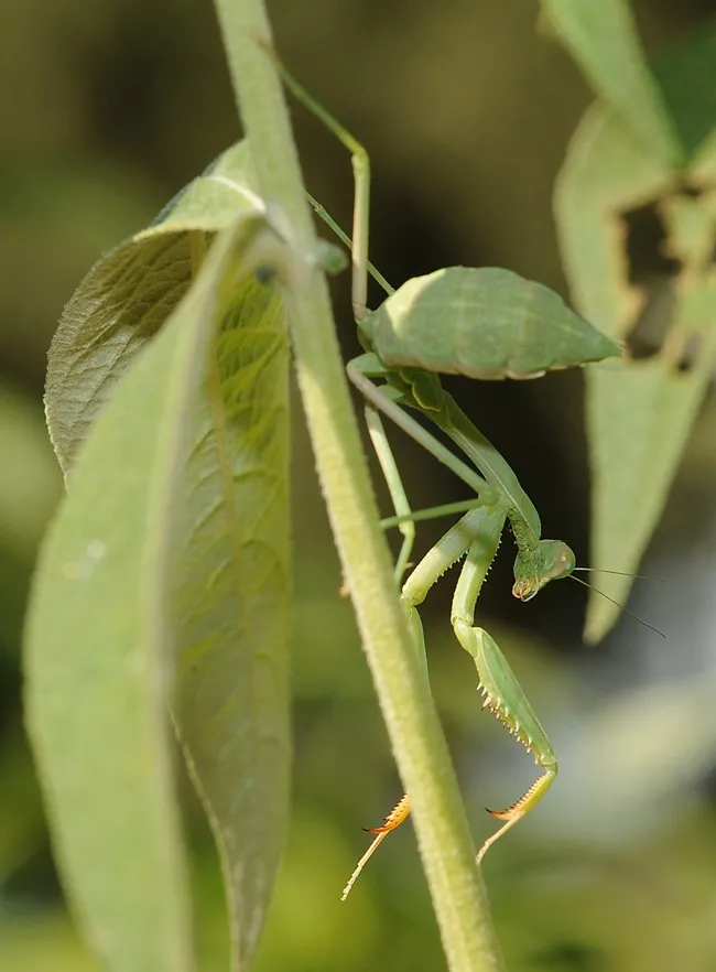 Acrobatic praying mantis in action. (Photo by Kathy Keatley Garvey)