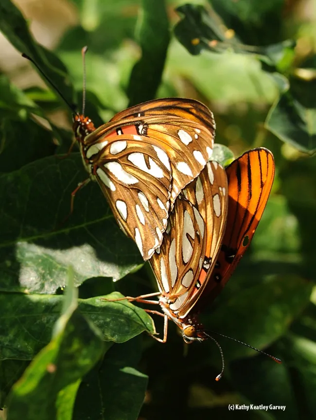 Gulf Frits breeding on passion flower vine. (Photo by Kathy Keatley Garvey)