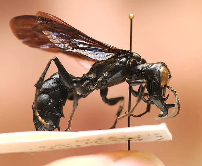 Close-up of the male "warrior wasp," a new species discovered by Lynn Kimsey. (Photo by Kathy Keatley Garvey)
