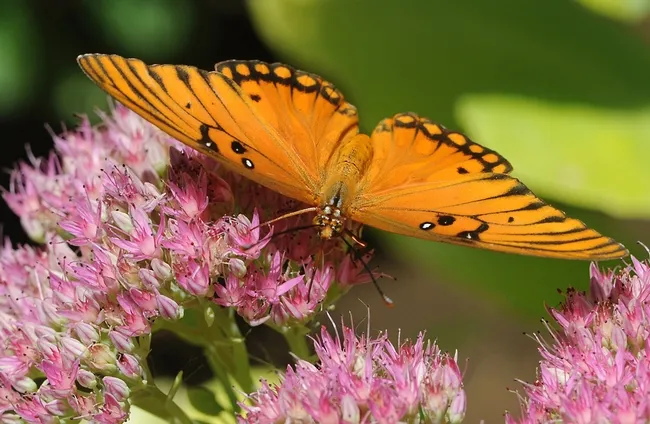 Close-up Gulf Fritillary on sedum. (Photo by Kathy Keatley Garvey)