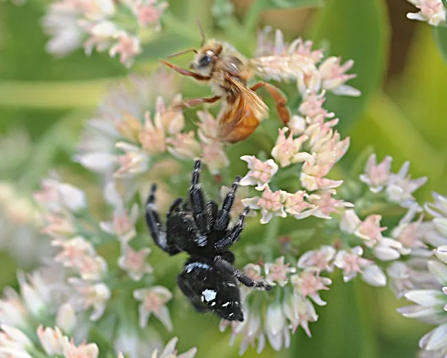 Honey bee is a blur as it buzzes out of harm's way. (Photo by Kathy Keatley Garvey)