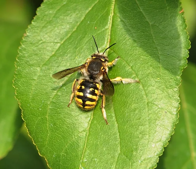 Wool carder bee sunning itself on a plum leaf. (Photo by Kathy Keatley Garvey)