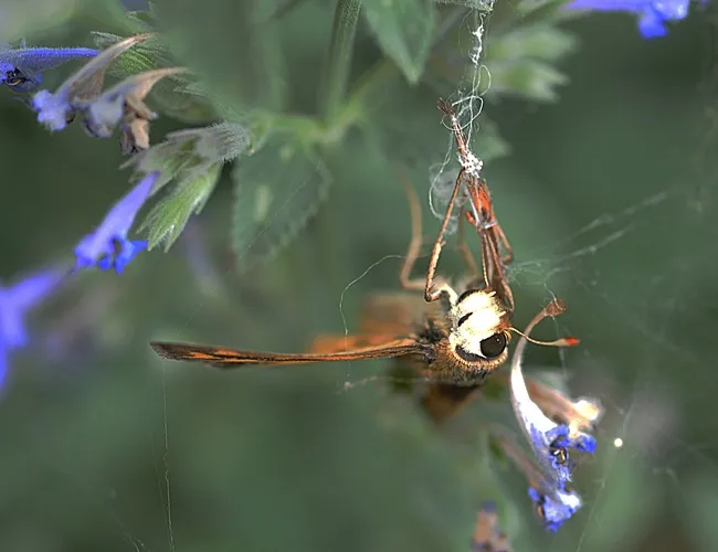 Head of fiery skipper shows the tangled sticky strands of a spider web. (Photo by Kathy Keatley Garvey)