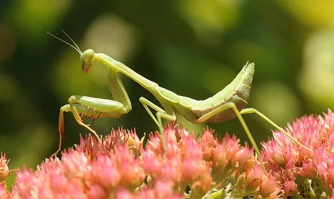 Portrait of a praying mantis. (Photo by Kathy Keatley Garvey)