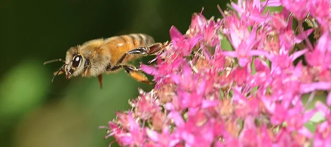 What's ahead for the beekeeping industry? Susan Cobey will speak at the bee conference in Argentina. (Photo by Kathy Keatley Garvey)