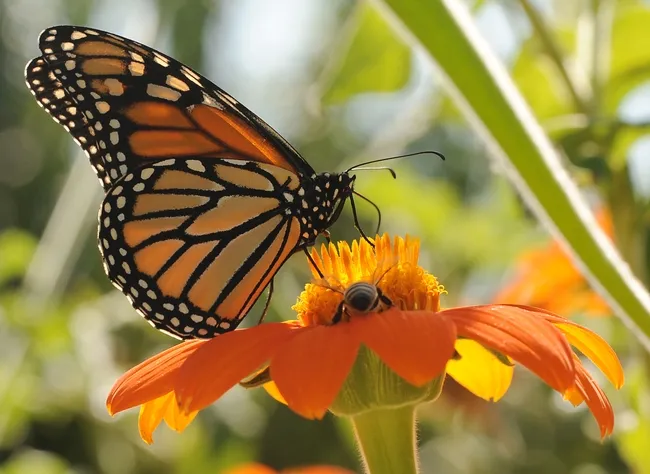 Bottoms up! A honey bee makes herself at home. (Photo by Kathy Keatley Garvey)