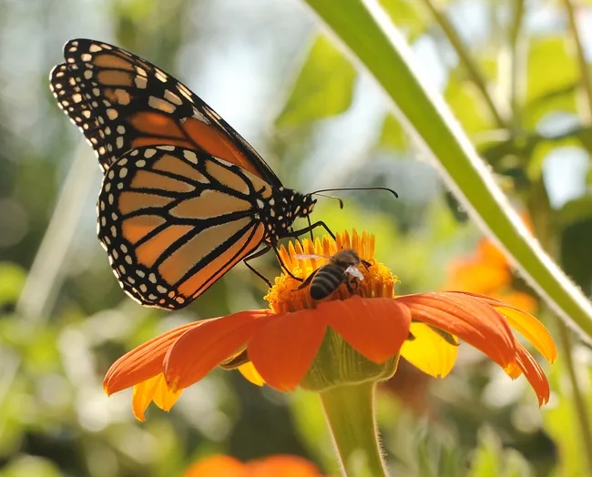Two's company--a Monarch butterfly and a honey bee share nectar from the same flower. (Photo by Kathy Keatley Garvey)