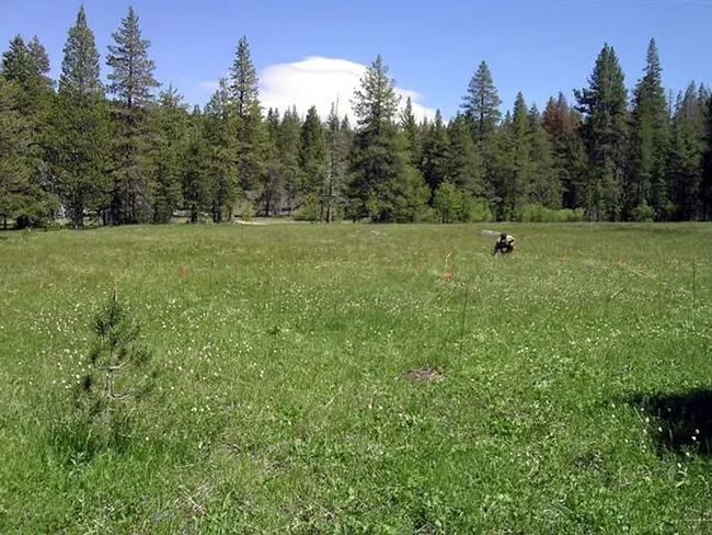 This is the research site at the Sagehen Creek Field Station managed by ecologists Louie Yang of UC Davis and Dan Gruner of the University of Maryland. (Photo Courtesy of Louie Yang)