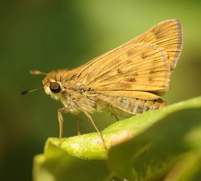 Close-up of Fiery Skipper (Hylephila phyleus). (Photo by Kathy Keatley Garvey)