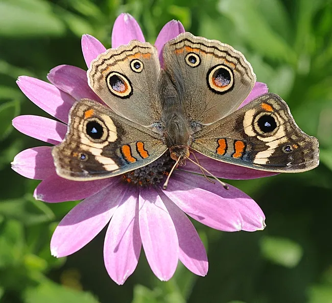 Buckeye spreads it wings on an African daisy. (Photo by Kathy Keatley Garvey)
