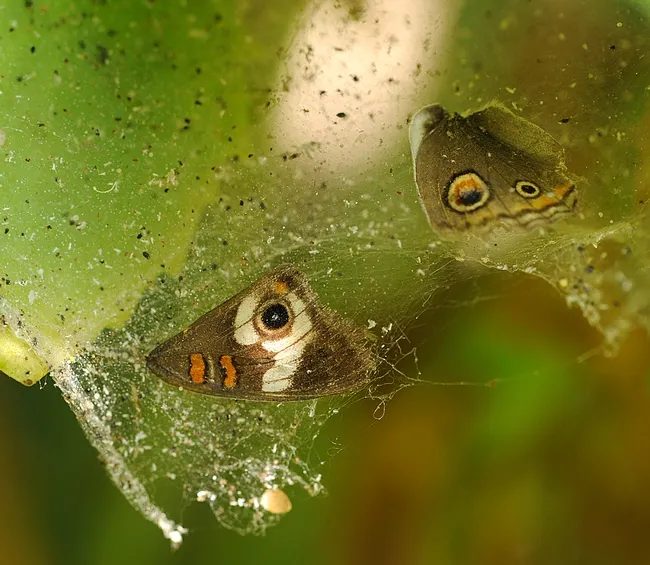 Shattered Buckeye, probably the work of a praying mantis. (Photo by Kathy Keatley Garvey)