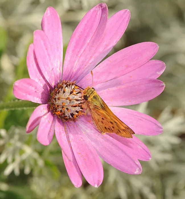 Fiery skipper sips nectar from a pink African daisy. (Photo by Kathy Keatley Garvey)