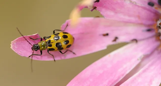 potted cucumber beetle senses danger and is about to fly. (Photo by Kathy Keatley Garvey)