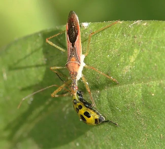 Assassin bug dining on spotted cucumber beetle.(Photo by Kathy Keatley Garvey)