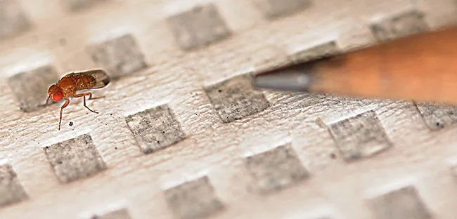 The tiny Spotted Wing Drosophila is the insect that Heather Wilson studies. (Photo by Kathy Keatley Garvey)