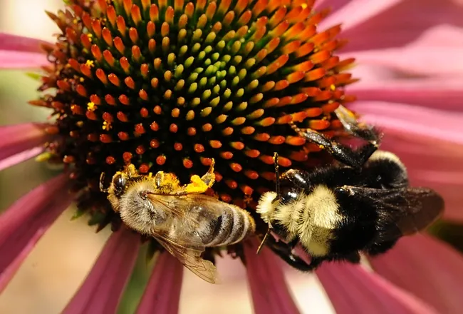 A yellow-faced bumble bee shares a coneflower with a honey bee at UC Davis. (Photo by Kathy Keatley Garvey)