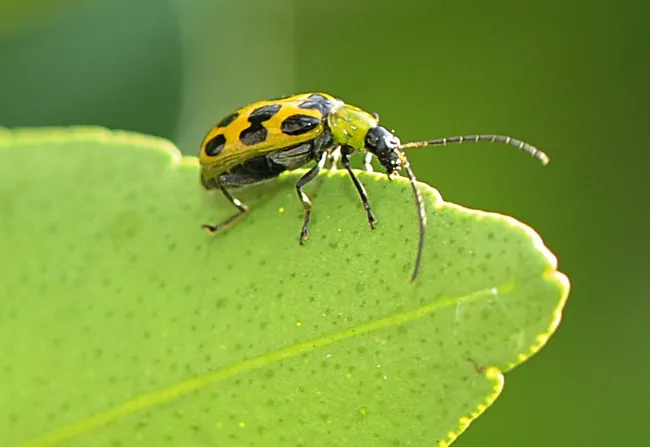 Spotted cucumber beetles crawls along a tangerine leaf. (Photo by Kathy Keatley Garvey)