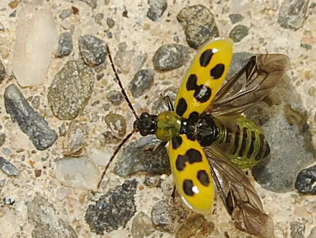 Spotted cucumber beetle lands, and then opens its wing covers preparing for flight. (Photo by Kathy Keatley Garvey)