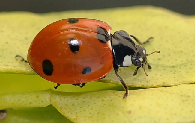 The ladybug's coloring warns "Leave me alone!" (Photo by Kathy Keatley Garvey)