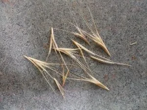 bromus spp seed