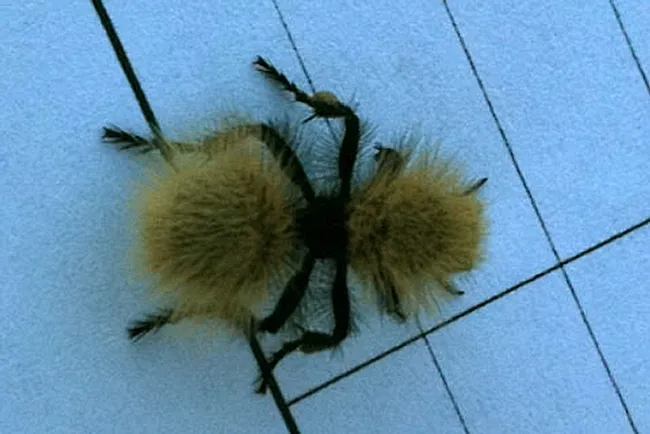 View from above: The female velvet ant by Laurie Christison, UC Davis equine control officer.