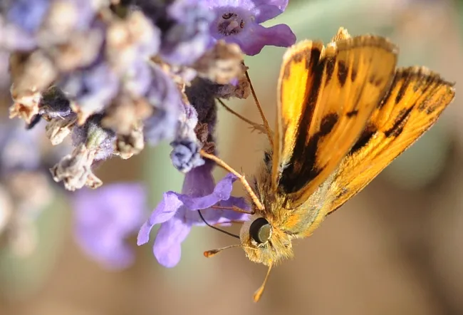 Colorful fiery skipper (Hylephila phyleus). (Photo by Kathy Keatley Garvey)