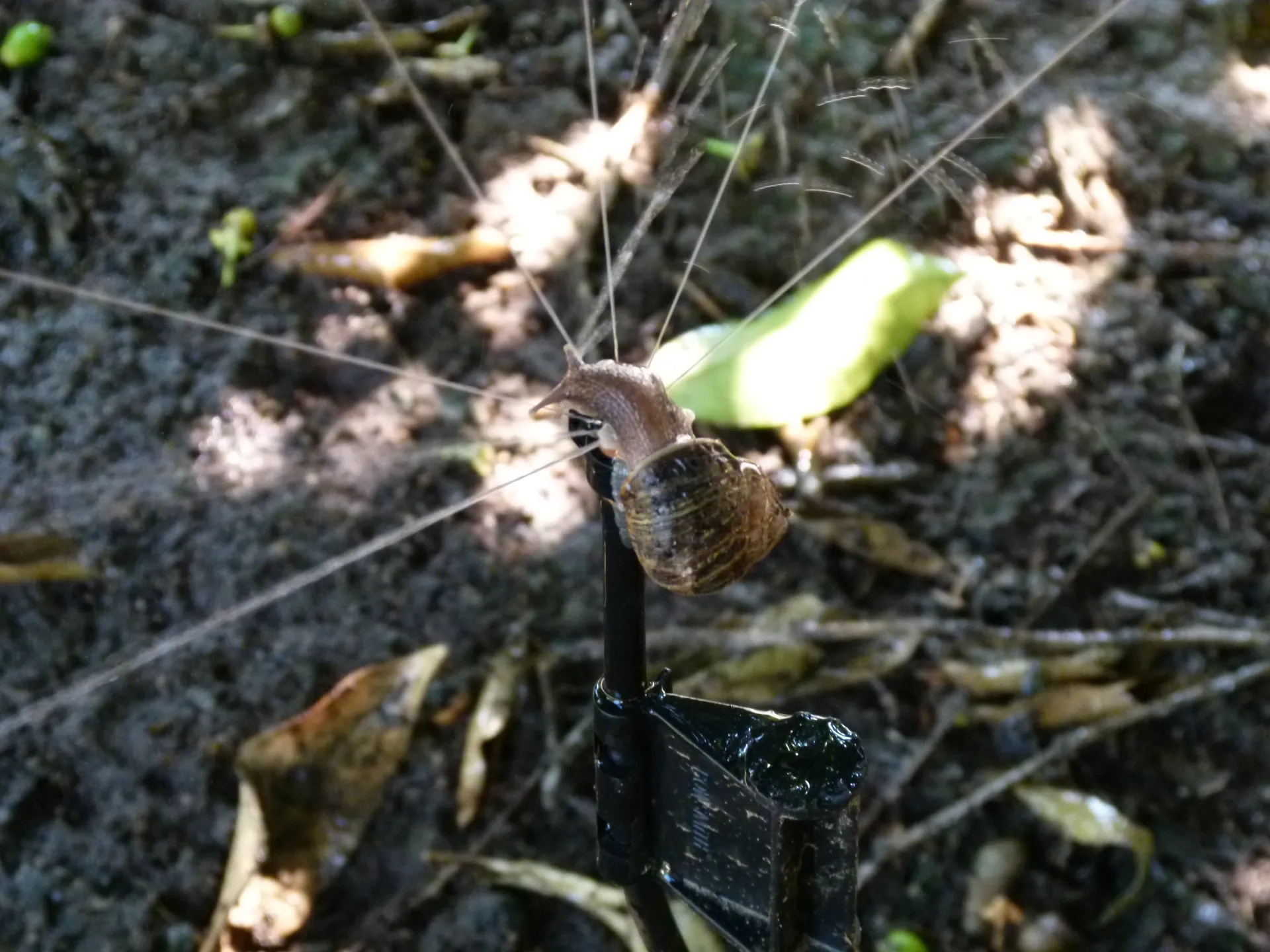 Citrus orchard snail blocking the distribution pattern from a microsprinkler Photo: L. Schwankl.
