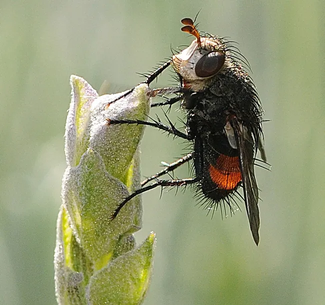 Tachinid fly (Peleteria species) on lavender. (Photo by Kathy Keatley Garvey)
