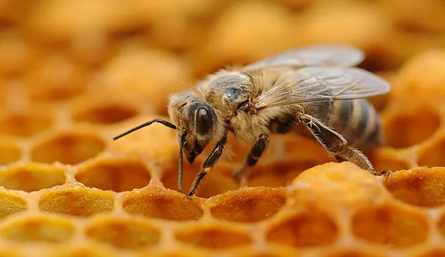 Newly emerged worker bee from the Harry H. Laidlaw Jr. Honey Bee Research Facility at UC Davis.