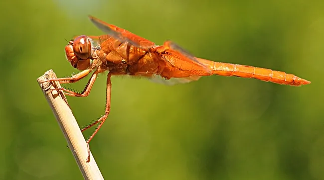 This flame skimmer was one of the entries accepted into the 2011 Insect Salon. (Photo by Kathy Keatley Garvey)