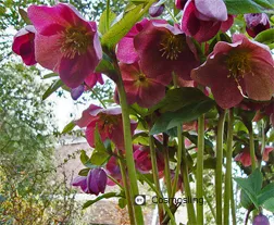 Helleborus orientalis