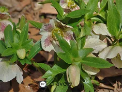 Helleborus niger