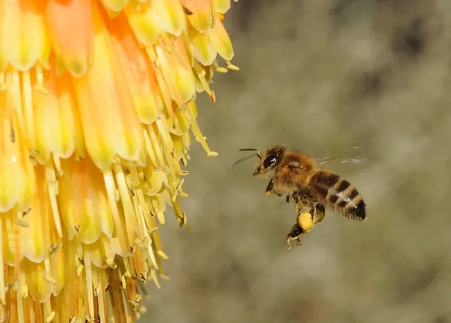 Bee heading toward Christmas Cheer, aka red-hot poker (Kniphofia). (Photo by Kathy Keatley Garvey)