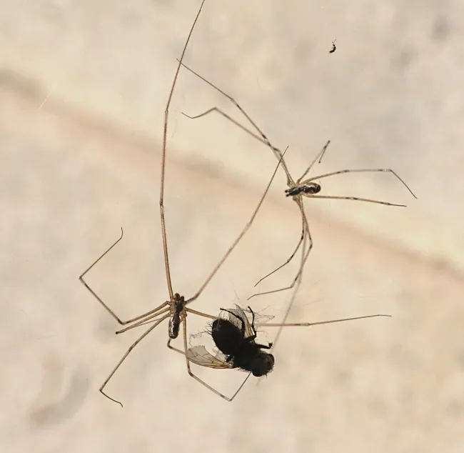 Two cellar spiders work together to capture a Tachinid fly in their web. (Photo by Kathy Keatley Garvey)
