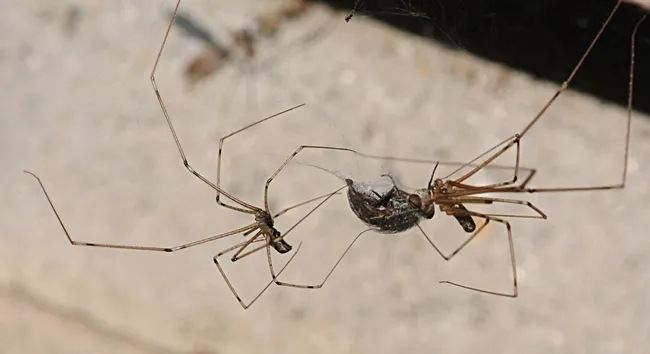 While one spider wraps the fly, another bites it in the head, paralyzing it. (Photo by Kathy Keatley Garvey)