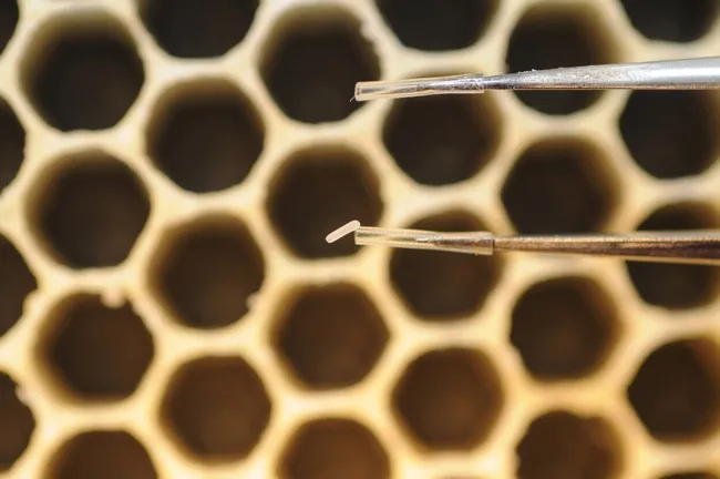 The tiny egg of a future honey bee weighs about 0.1 mg. (Photo by Kathy Keatley Garvey)