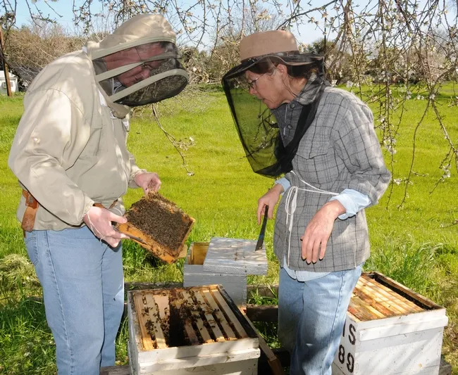 Bee breeder-geneticist Susan Cobey (right) with fellow researcher John Pollard of Canada at the Harry H. Laidlaw Jr. Honey Bee Research Facility at UC Davis. (Photo by Kathy Keatley Garvey)