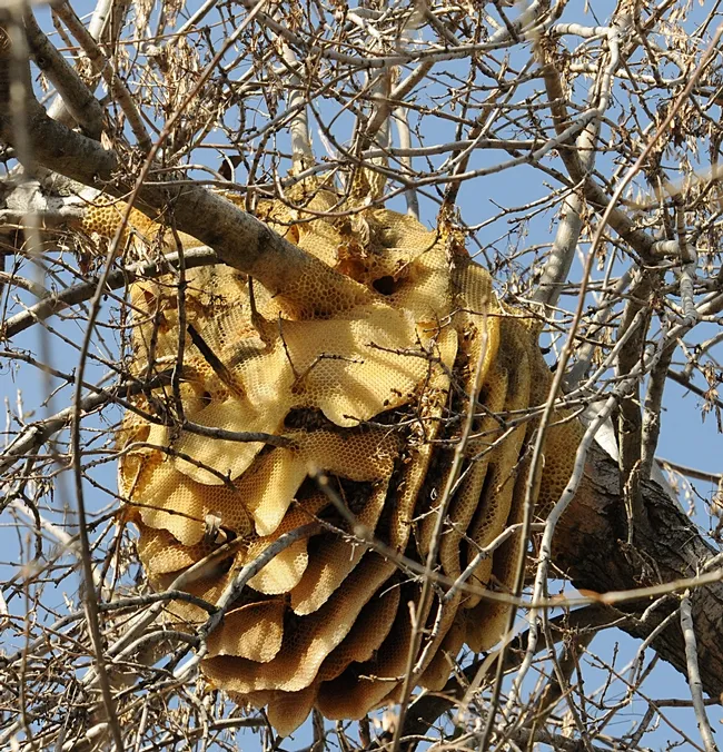 Feral honey bee colony in a Modesto ash tree in Vacaville is still going strong. On Sunday, it will enter its third year of existence. (Photo by Kathy Keatley Garvey)