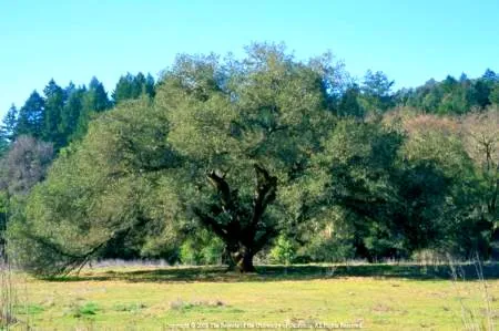 oak tree