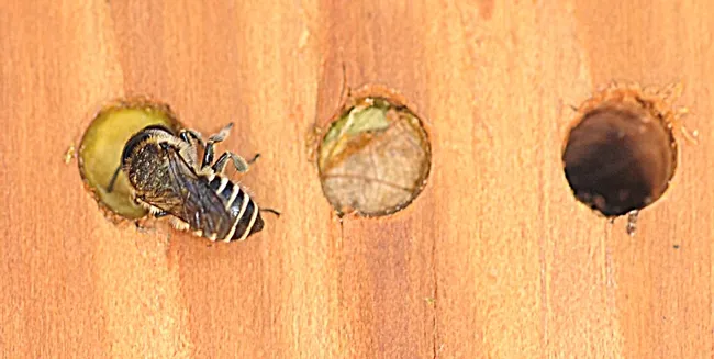 Leafcutting bee sealing her nest in a photo taken last summer. (Photo by Kathy Keatley Garvey)