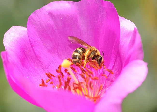 Female sweat bee in the genus Lasioglossum, on a rock purslane. (Photo by Kathy Keatley Garvey)