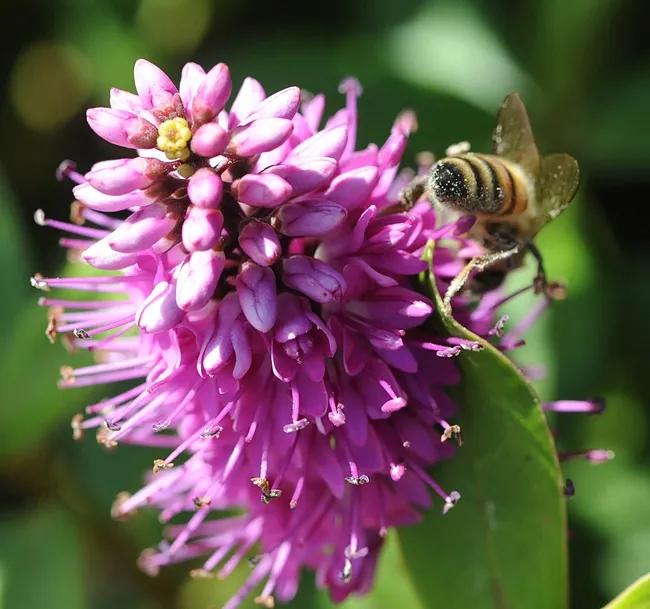 A "she bee" leaving the hebe. (Photo by Kathy Keatley Garvey)