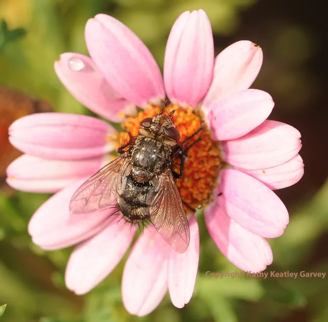 Tachinid fly "in the pink." (Photo by Kathy Keatley Garvey)