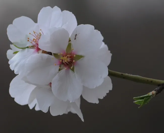 An ant crawls on an almond blossom in Benicia. (Photo by Kathy Keatley Garvey)