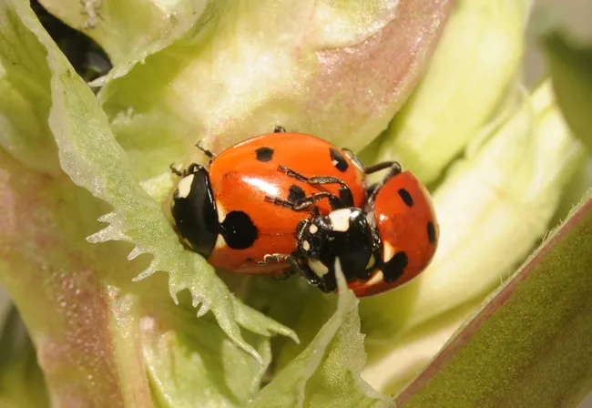 Soon the Haagen-Dazs Honey Bee Haven will have a new generation of ladybugs. (Photo by Kathy Keatley Garvey)