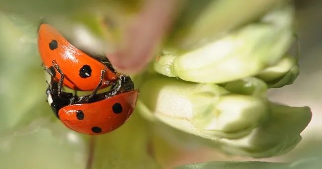 Ladybugs doing what comes naturally. Fava bean blossoms are at the right. (Photo by Kathy Keatley Garvey)
