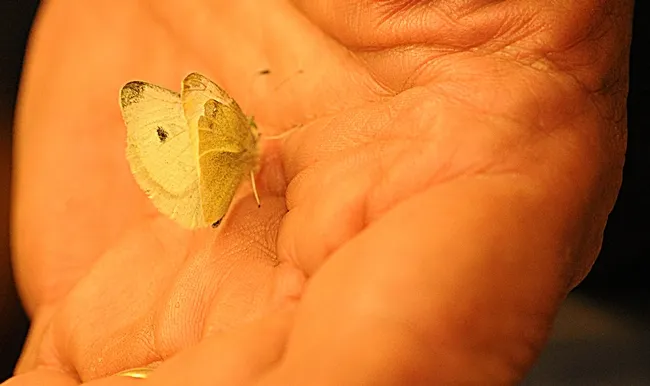 This is the first cabbage white butterfly found this year in the three-county area of Solano, Sacramento and Yolo. (Photo by Kathy Keatley Garvey)