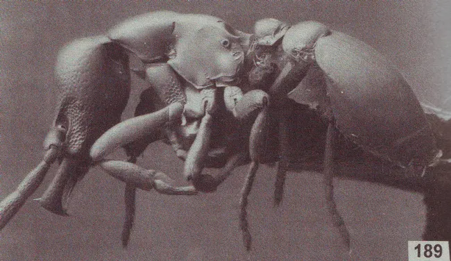 This is Pyramica warditeras, an ant named for Phil Ward. The species name translates from Greek to mean "Ward's monster." (Photo courtesy of "The Ant Tribe Dacetini" by Barry Bolton; published by the American Entomological Institute, Gainesville, Fla.