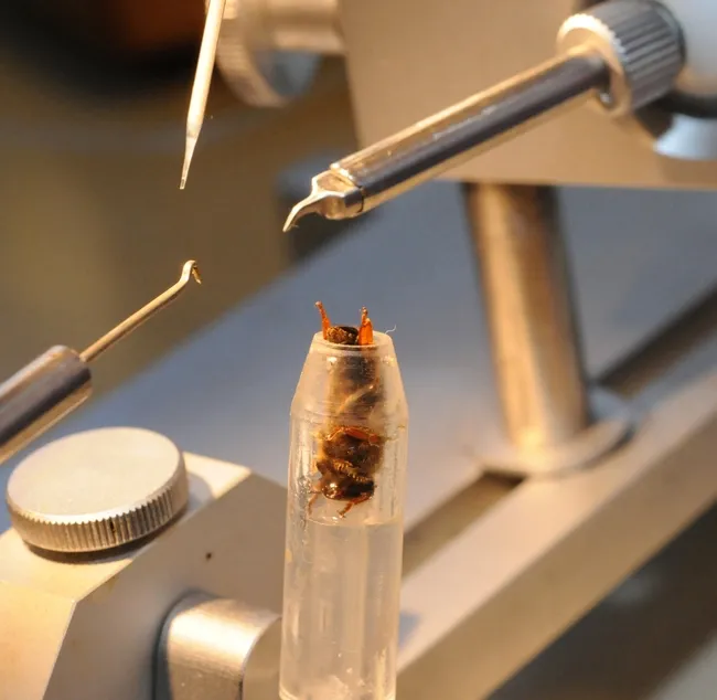 Queen bee insemination at the Harry H. Laidlaw Jr. Honey Bee Research Facility at UC Davis. (Photo by Kathy Keatley Garvey)